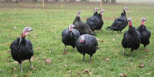 Turkey Hero Img
