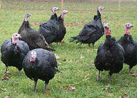Turkey Thumbnail